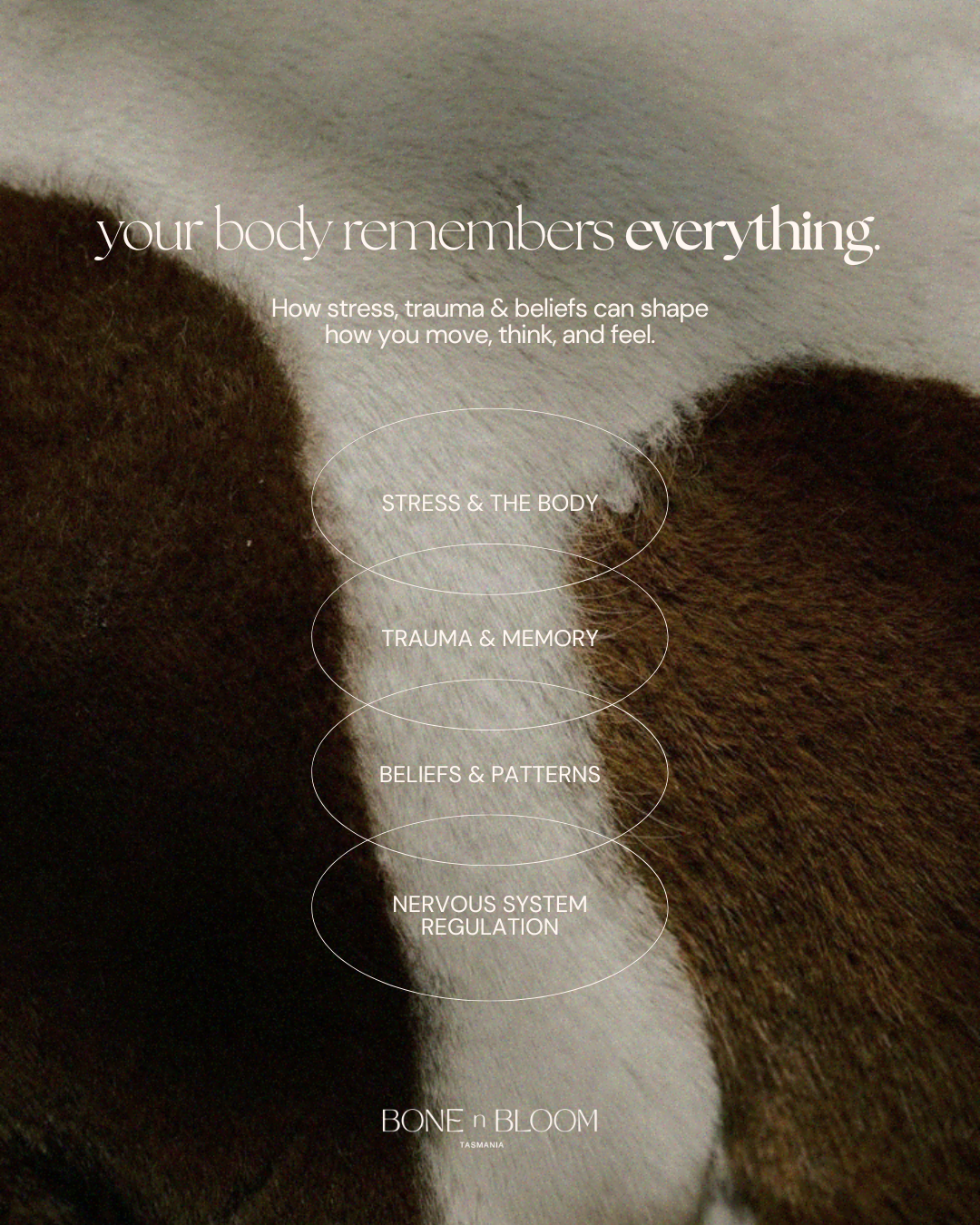 RED MATRIX - Tasmanian Grass-Fed Beef Blood | 120 x 500mg Capsules