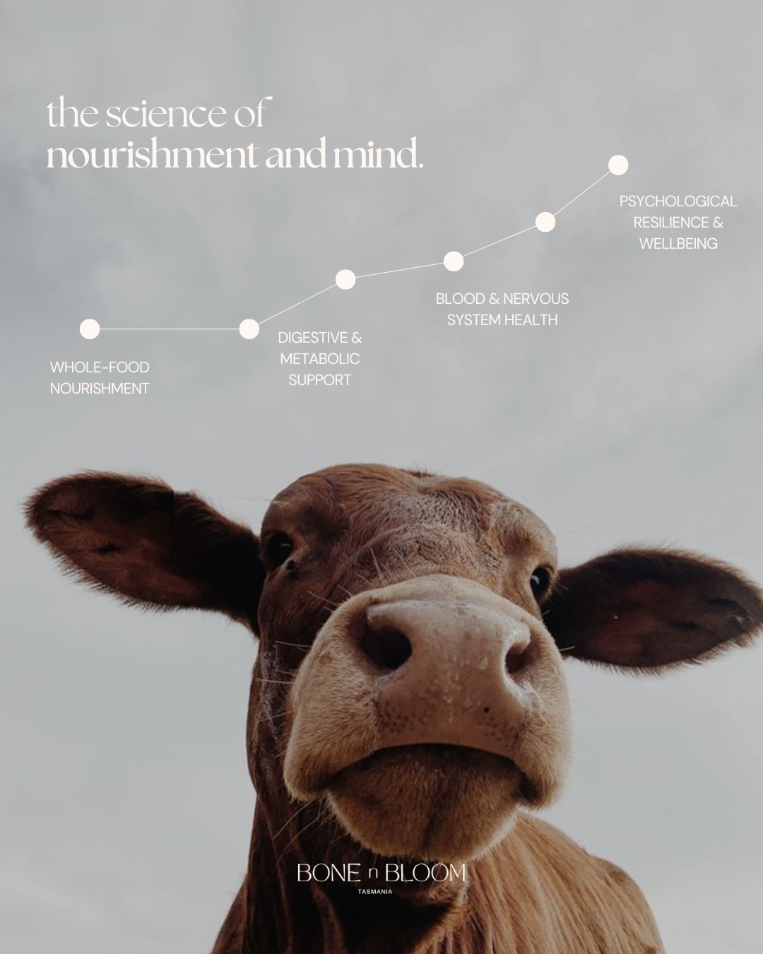 GOLD MATRIX - Australian Grass-Fed Beef Liver | 120 x 500mg Capsules